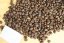 Etiopia Yirgacheffe - Hrubost mletí: do džezvy, Gramáž: 1000g