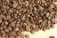 Nicaragua Geisha La Liamada washed rainforest alliance
